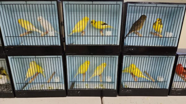 2025 Annual Bird Sale - Image 7
