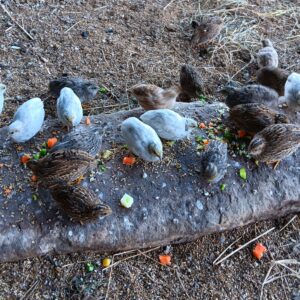 Jane's Birds