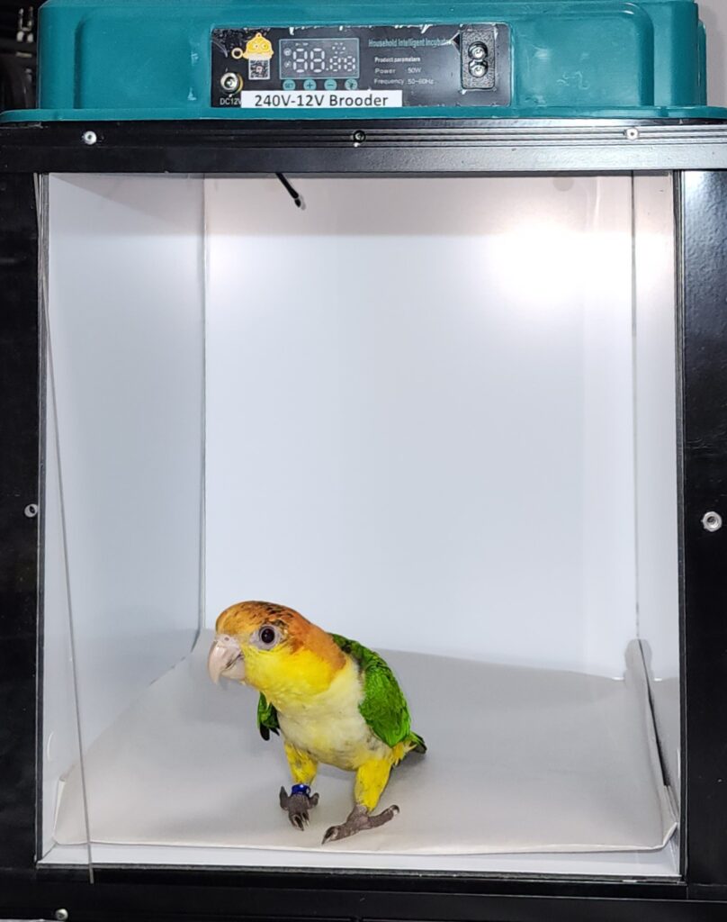 Go Anywhere Brooder