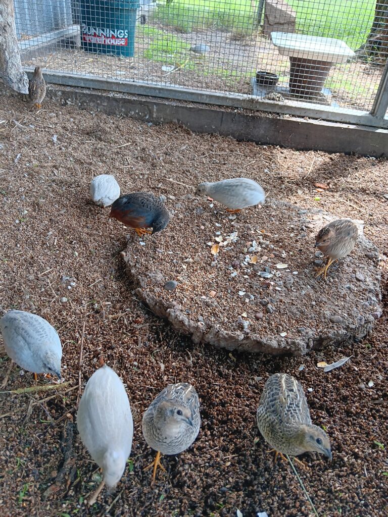 Jane's Birds