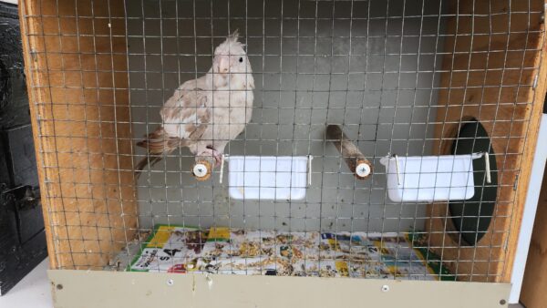 Lisa's Birds - Image 4