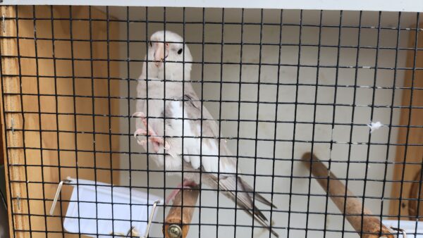 Lisa's Birds - Image 3
