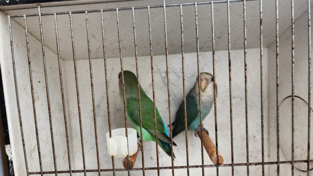Lisa's Birds