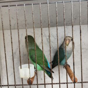 Lisa's Birds