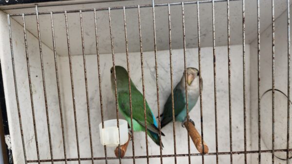 Lisa's Birds