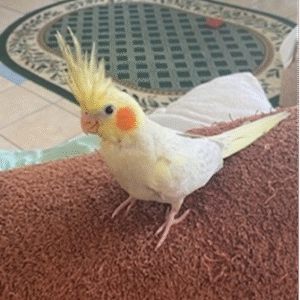 Daves Birds