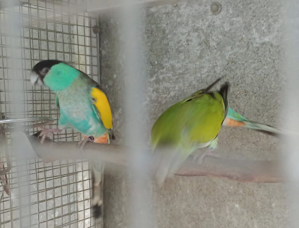 Errol's Birds