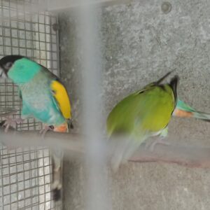 Errol's Birds
