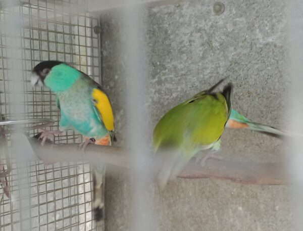 Errol's Birds