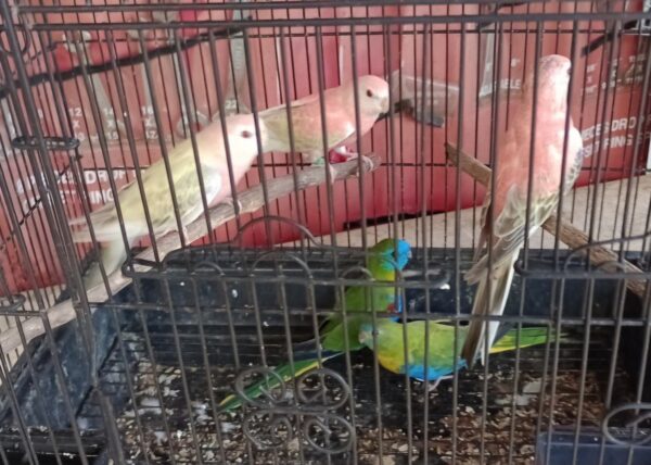 Errol's Birds - Image 3