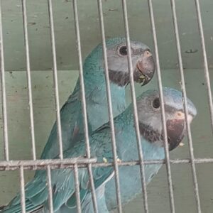 Ross' Birds