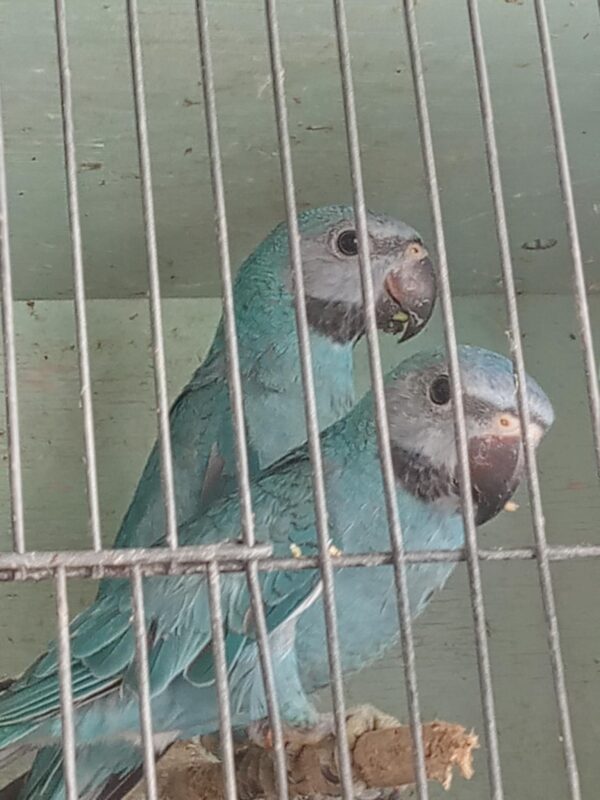Ross' Birds