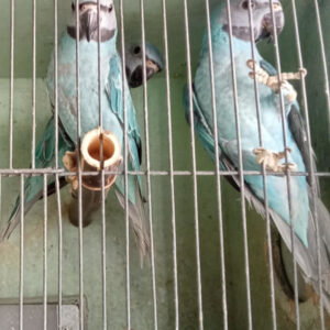 Ross' Birds