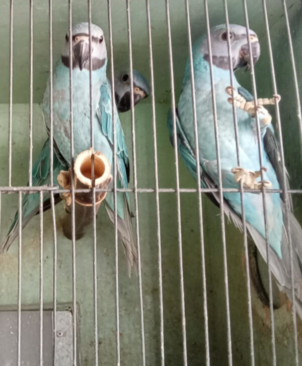 Ross' Birds - Image 2