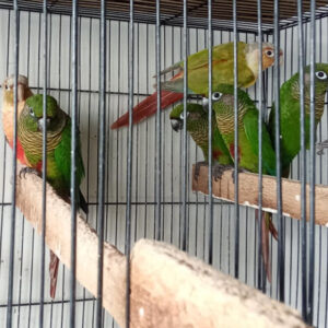 Ross' Birds
