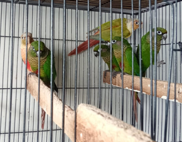 Ross' Birds