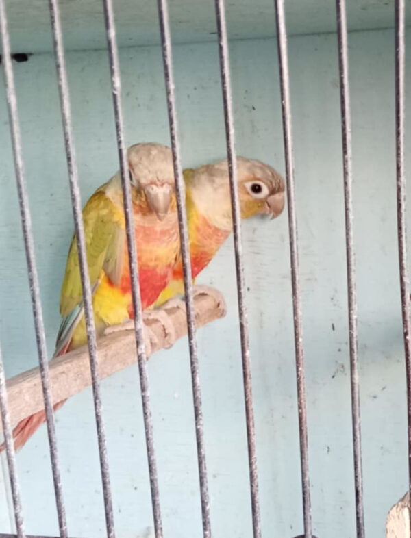 Ross' Birds - Image 5