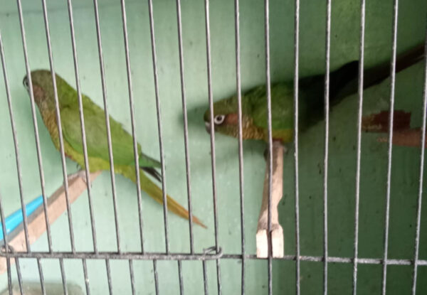 Ross' Birds - Image 4