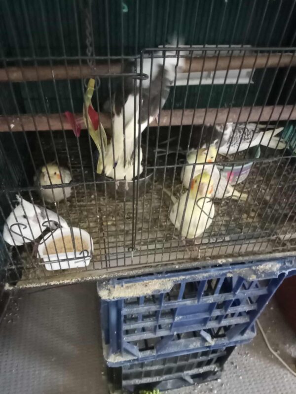 Ross' Birds - Image 6