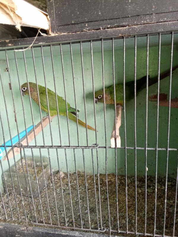 Ross' Birds - Image 2