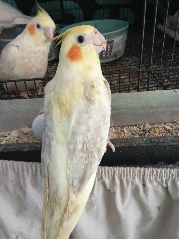 Ross' Birds - Image 5