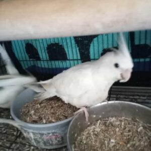 Ross' Birds