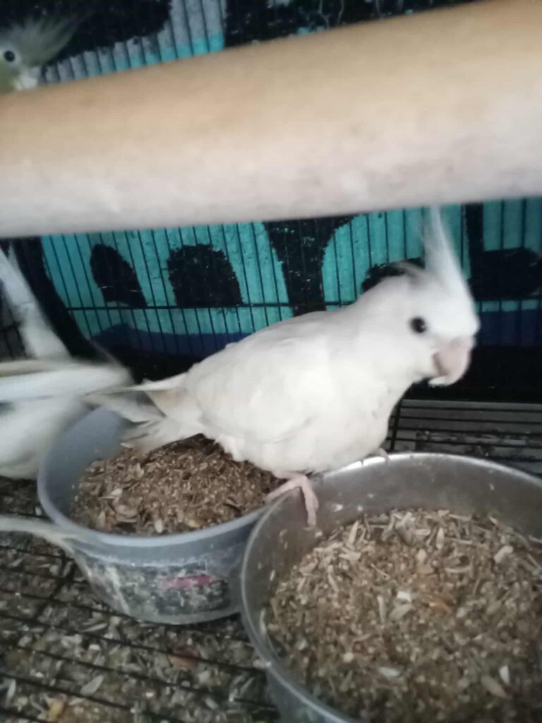 Ross' Birds