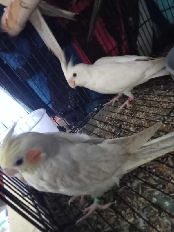 Ross' Birds - Image 4